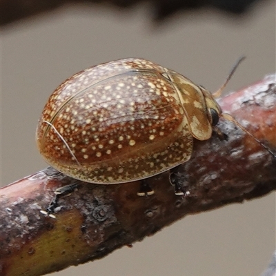 Paropsisterna cloelia (Eucalyptus variegated beetle) at Hall, ACT - 4 Oct 2024 by Anna123