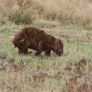 Vombatus ursinus at Gordon, ACT - 15 Oct 2024 02:27 PM