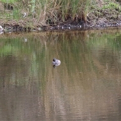 Tachybaptus novaehollandiae (Australasian Grebe) at Kambah, ACT - 15 Oct 2024 by RodDeb