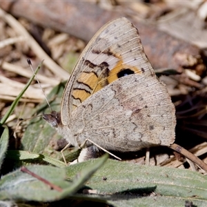 Junonia villida at Fraser, ACT - 13 Oct 2024