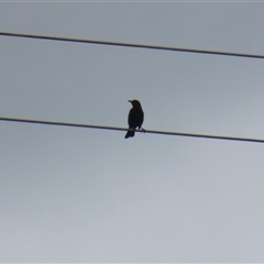 Turdus merula (Eurasian Blackbird) at Greenway, ACT - 15 Oct 2024 by RodDeb