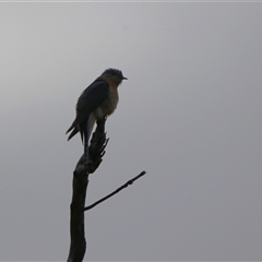 Cacomantis flabelliformis (Fan-tailed Cuckoo) at Kambah, ACT - 15 Oct 2024 by RodDeb