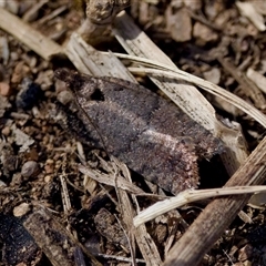 Cryptaspasma sordida (A Tortricid moth (Olethreutinae)) at Fraser, ACT - 13 Oct 2024 by KorinneM