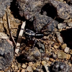 Nyssus coloripes (Spotted Ground Swift Spider) at Fraser, ACT - 13 Oct 2024 by KorinneM