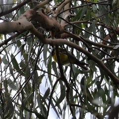 Pachycephala pectoralis (Golden Whistler) at Kambah, ACT - 15 Oct 2024 by RodDeb