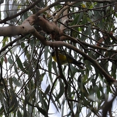 Pachycephala pectoralis at Kambah, ACT - 15 Oct 2024