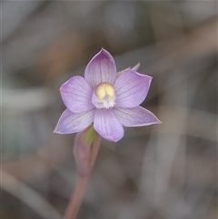 Thelymitra sp. (pauciflora complex) (Sun Orchid) at Hall, ACT - 14 Oct 2024 by Anna123