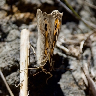 Junonia villida (Meadow Argus) at Fraser, ACT - 13 Oct 2024 by KorinneM