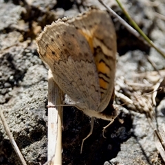 Junonia villida at Fraser, ACT - 13 Oct 2024