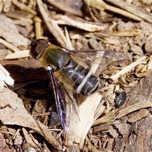 Villa sp. (genus) at Fraser, ACT - 13 Oct 2024