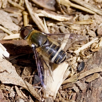 Villa sp. (genus) (Unidentified Villa bee fly) at Fraser, ACT - 13 Oct 2024 by KorinneM