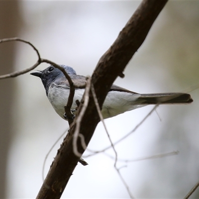 Myiagra rubecula (Leaden Flycatcher) at Kambah, ACT - 15 Oct 2024 by RodDeb