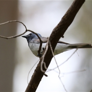 Myiagra rubecula at Kambah, ACT - 15 Oct 2024 12:42 PM