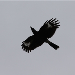 Strepera graculina (Pied Currawong) at Greenway, ACT - 15 Oct 2024 by RodDeb