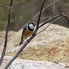 Pachycephala rufiventris (Rufous Whistler) at Greenway, ACT - 15 Oct 2024 by RodDeb