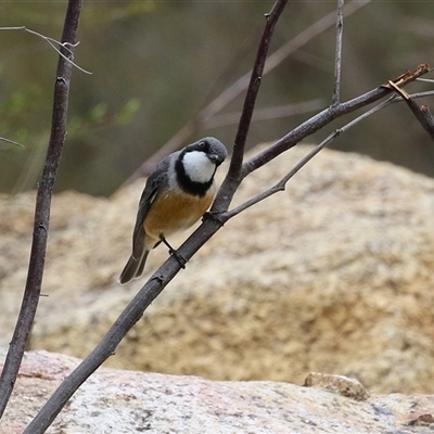 Pachycephala rufiventris (Rufous Whistler) at Greenway, ACT - 15 Oct 2024 by RodDeb