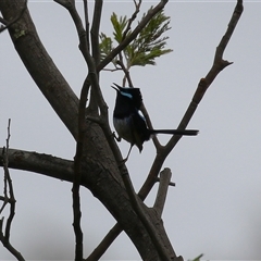 Malurus cyaneus (Superb Fairywren) at Kambah, ACT - 15 Oct 2024 by RodDeb