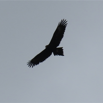 Aquila audax (Wedge-tailed Eagle) at Kambah, ACT - 15 Oct 2024 by RodDeb