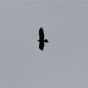 Aquila audax at Kambah, ACT - 15 Oct 2024 12:22 PM