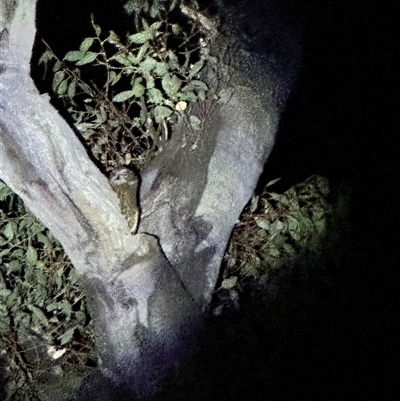 Ninox boobook (Southern Boobook) at Symonston, ACT - 16 Oct 2024 by RachieQ