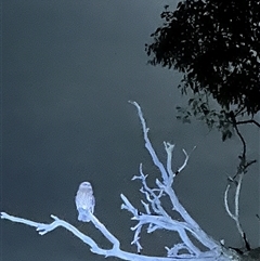 Ninox boobook (Southern Boobook) at Symonston, ACT - 16 Oct 2024 by RachieQ