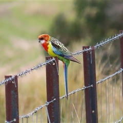 Platycercus eximius (Eastern Rosella) at Kambah, ACT - 15 Oct 2024 by RodDeb