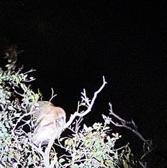 Ninox boobook (Southern Boobook) at Symonston, ACT - 16 Oct 2024 by RachieQ