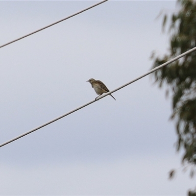 Anthus australis (Australian Pipit) at Kambah, ACT - 15 Oct 2024 by RodDeb