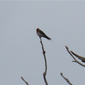 Hirundo neoxena at Kambah, ACT - 15 Oct 2024 02:00 PM