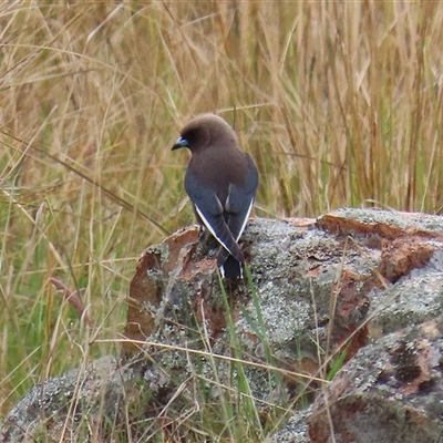 Artamus cyanopterus (Dusky Woodswallow) at Kambah, ACT - 15 Oct 2024 by RodDeb