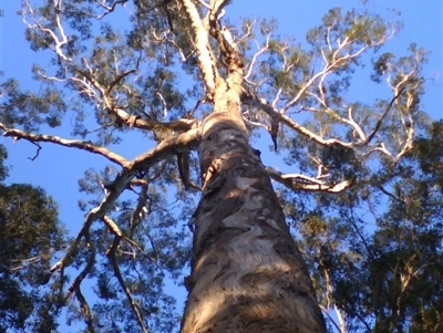 Eucalyptus bosistoana (Coastal Grey Box) at Noorinbee, VIC - 3 Aug 2009 by JasonPStewartNMsnc2016