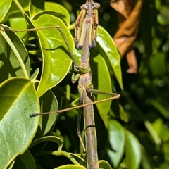 Archimantis sp. (genus) at Acton, ACT - 16 Oct 2024 by HelenCross