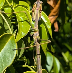 Archimantis sp. (genus) at Acton, ACT - 16 Oct 2024 11:02 AM