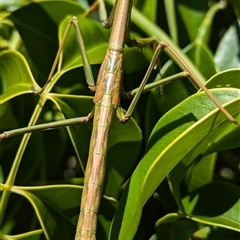 Archimantis sp. (genus) at Acton, ACT - 16 Oct 2024 11:02 AM