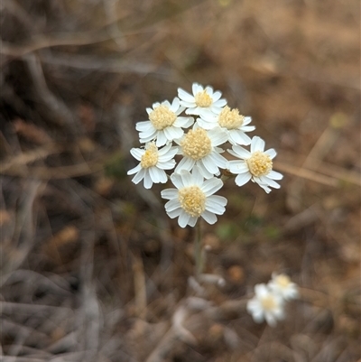 Rhodanthe corymbiflora (Paper Sunray) at Urana, NSW - 16 Oct 2024 by Darcy