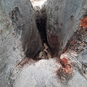 Eucalyptus blakelyi at Theodore, ACT - suppressed