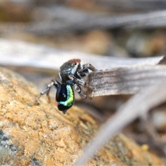 Maratus robinsoni (Peacock spider) at Oallen, NSW - 16 Oct 2024 by Harrisi