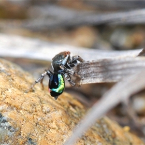 Maratus robinsoni at Oallen, NSW - 16 Oct 2024