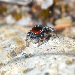 Maratus robinsoni at Oallen, NSW - 16 Oct 2024 12:31 PM