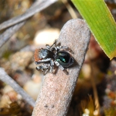 Maratus robinsoni at Oallen, NSW - 16 Oct 2024