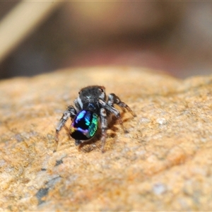 Maratus robinsoni at Oallen, NSW - 16 Oct 2024