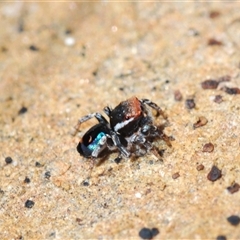 Maratus robinsoni at Oallen, NSW - 16 Oct 2024 12:31 PM