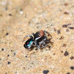 Maratus robinsoni at Oallen, NSW - 16 Oct 2024