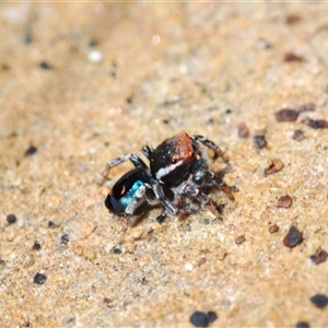 Maratus robinsoni at Oallen, NSW - 16 Oct 2024