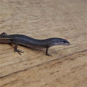 Saproscincus mustelinus at Braidwood, NSW - 16 Oct 2024 05:24 PM