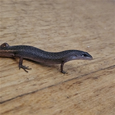 Saproscincus mustelinus (Weasel Skink) at Braidwood, NSW - 16 Oct 2024 by MatthewFrawley