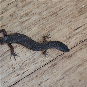 Saproscincus mustelinus at Braidwood, NSW - 16 Oct 2024 05:24 PM