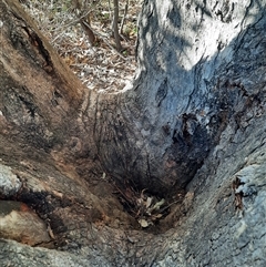 Eucalyptus sp. (A Gum Tree) at Kambah, ACT - 20 May 2024 by MB