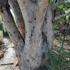 Eucalyptus sp. at Kambah, ACT - 20 May 2024