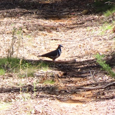 Leucosarcia melanoleuca (Wonga Pigeon) at Cotter River, ACT - 15 Oct 2024 by MB